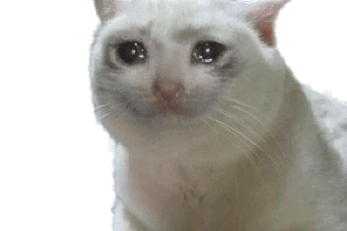 Meme Mèo Khóc: Biểu Tượng Cảm Xúc Trên Internet