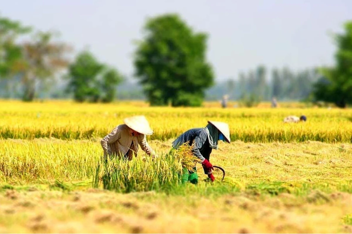 Nằm mơ thấy mình đi gặt lúa: Giải mã ý nghĩa và con số may mắn