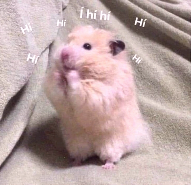 Ảnh chuột hamster meme biểu cảm hài hước đang ăn