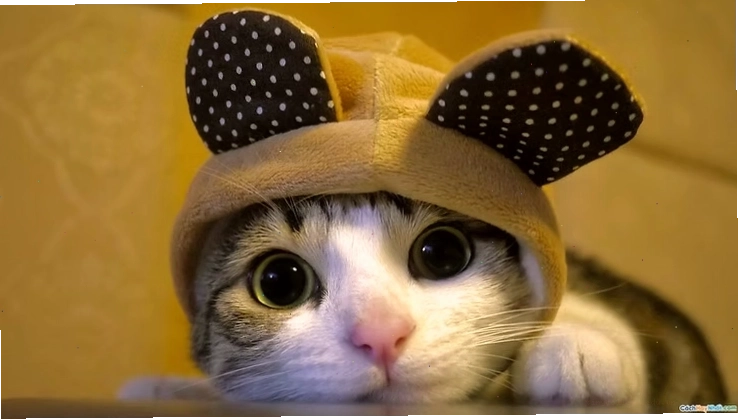 Ảnh mèo cute với biểu cảm ngạc nhiên đáng yêu