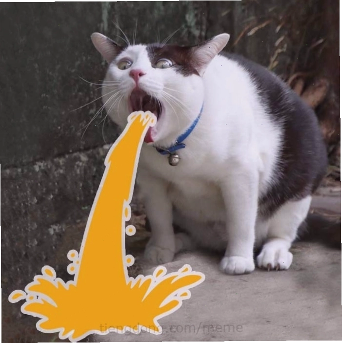 Ảnh mèo meme hài hước với biểu cảm khó đỡ