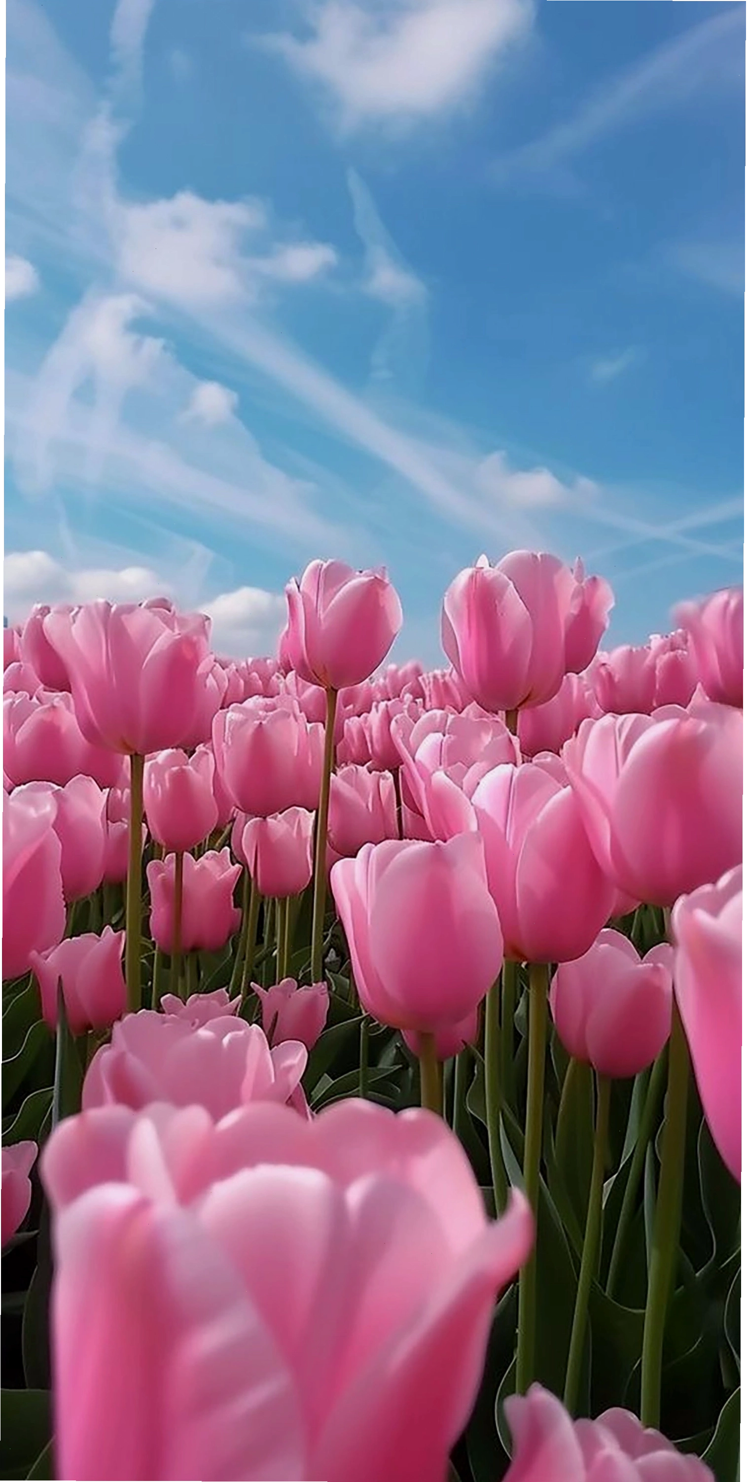 Avatar hoa tulip nhiều màu sắc tươi tắn
