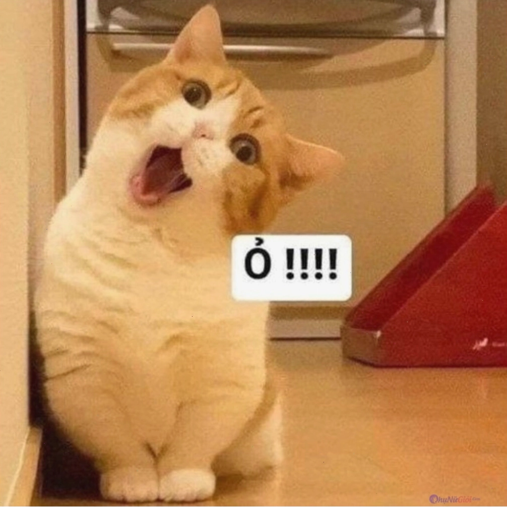 Avatar mèo meme với cái nhìn 