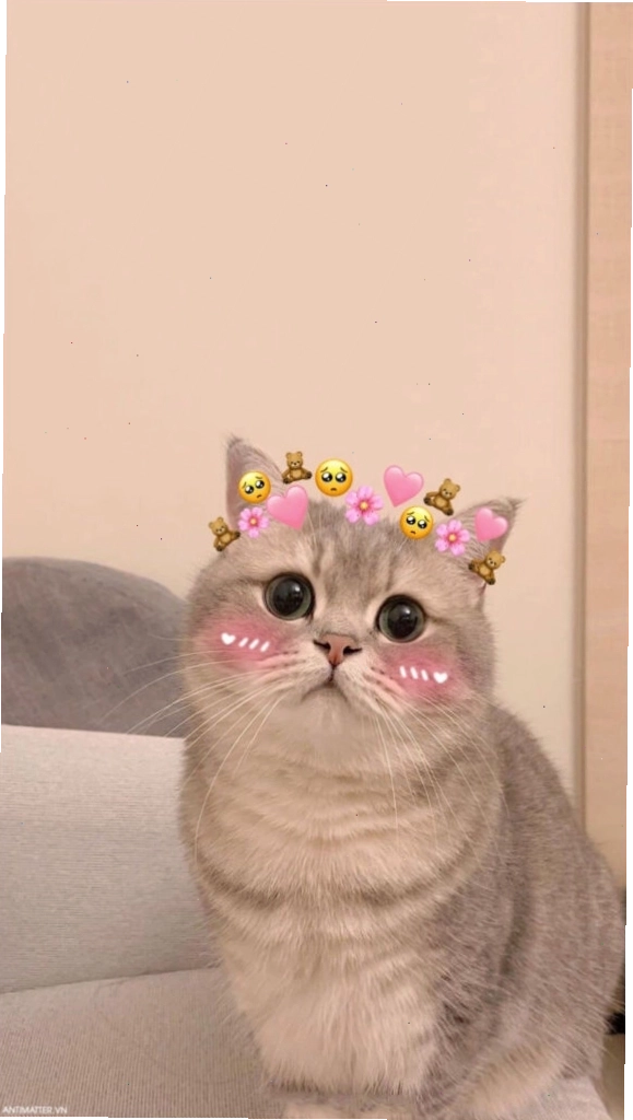 Avatar mèo meme với dáng vẻ 