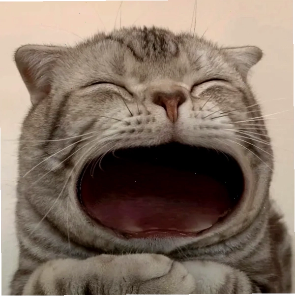 Biểu cảm bá đạo từ meme mèo há miệng đang gây sốt cộng đồng mạng