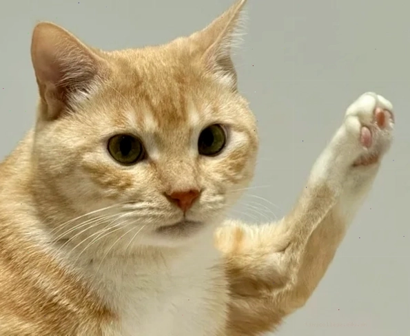 Biểu cảm lịch sự nhưng mặn mòi của meme giơ tay