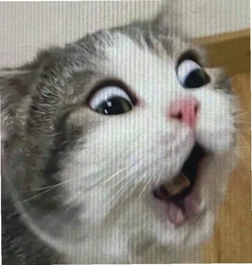 Biểu cảm ngạc nhiên của động vật trong meme