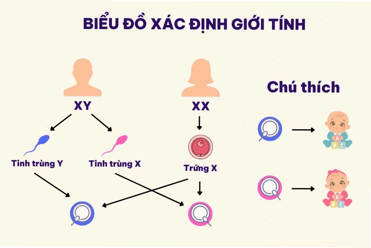 Biểu đồ minh họa cách xác định giới tính thai nhi dựa trên nhiễm sắc thể