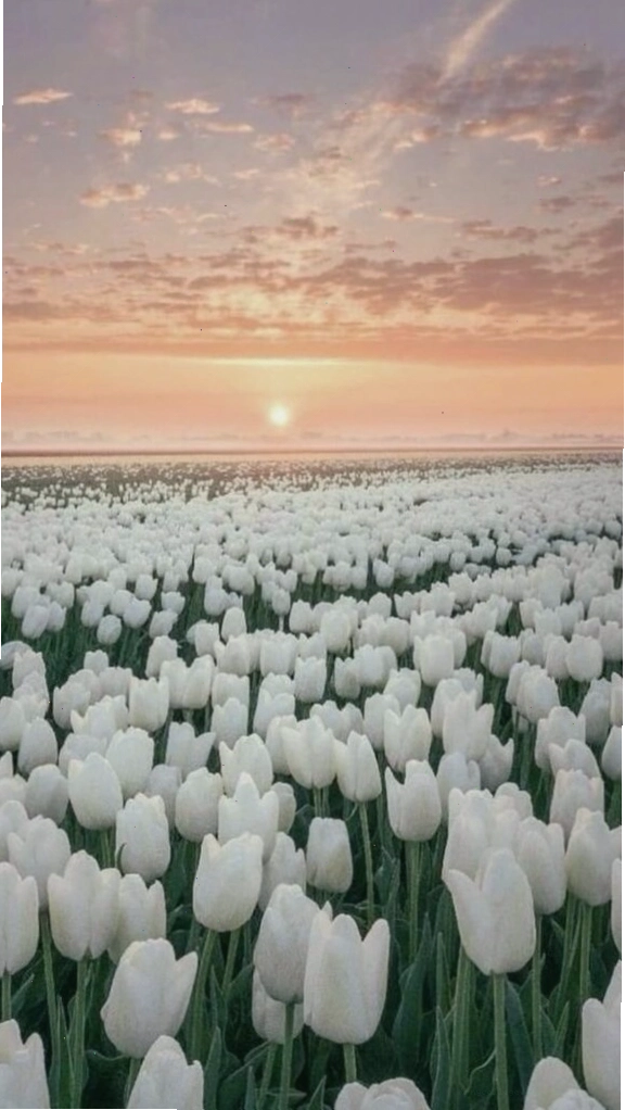 Bình hoa tulip trắng tinh khôi đặt trên bàn gỗ mộc mạc