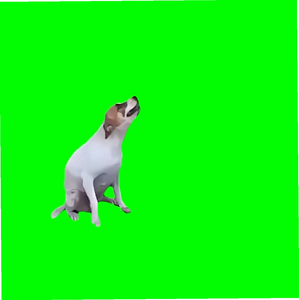 Brazilian Dog Dancing (Green Screen)
