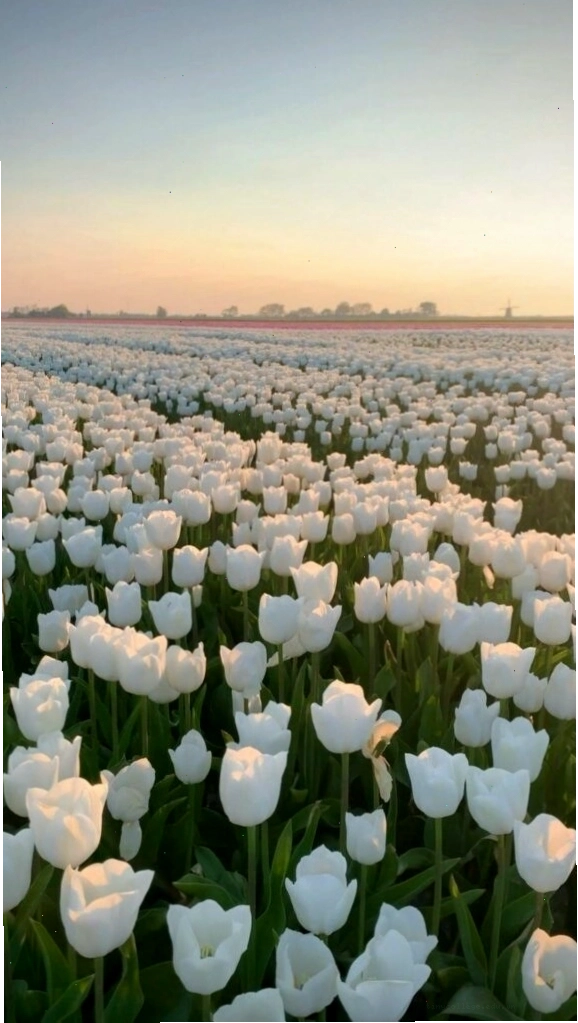 Cánh đồng hoa tulip nở rộ dưới ánh nắng ban mai