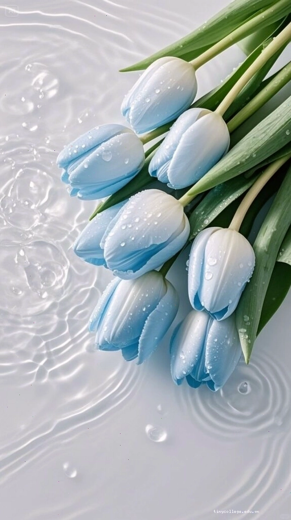 Chậu hoa tulip nhỏ xinh đặt trên bậu cửa sổ