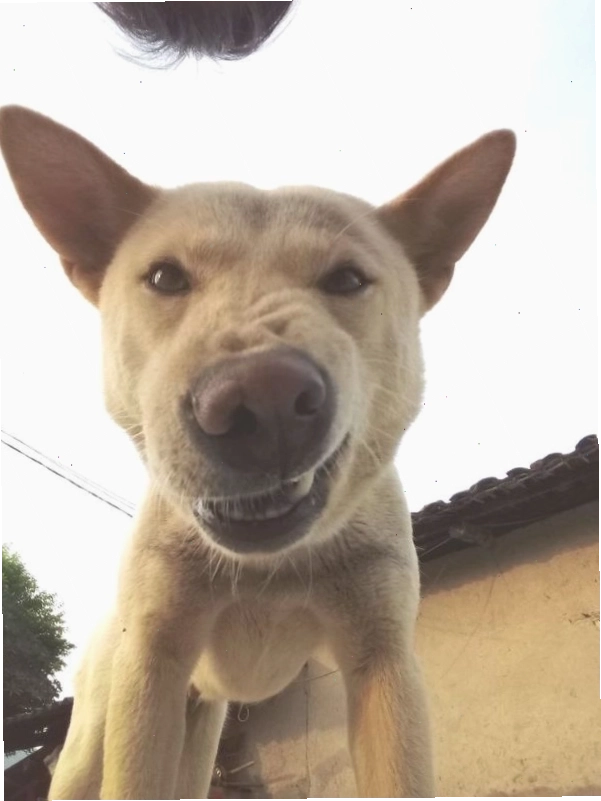 Chú chó với biểu cảm "khó đỡ" phù hợp cho meme