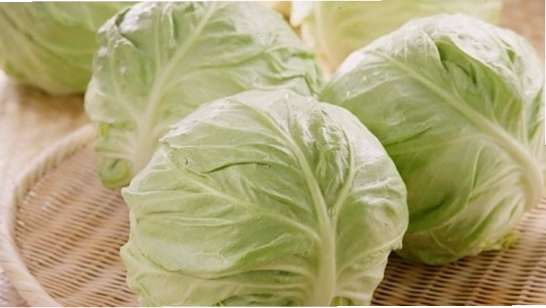 Chữa tắc tia sữa bằng lá bắp cải