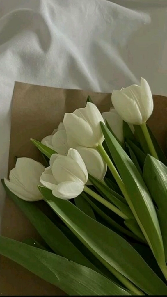 Gần cảnh những nụ hoa tulip đang hé nở tuyệt đẹp