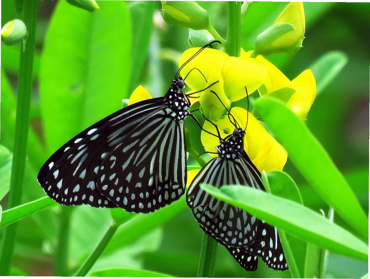 Hình ảnh con số trong giải mã giấc mơ