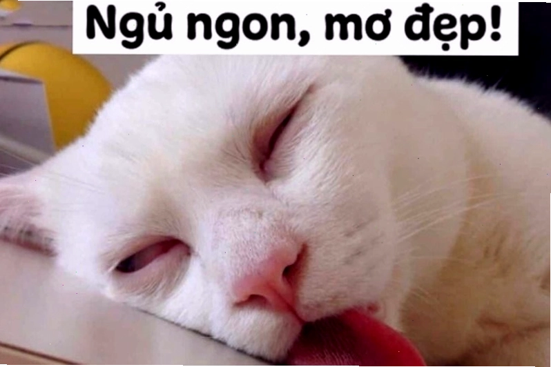 Hình ảnh meme mèo đang chuẩn bị đi ngủ với biểu cảm hài hước