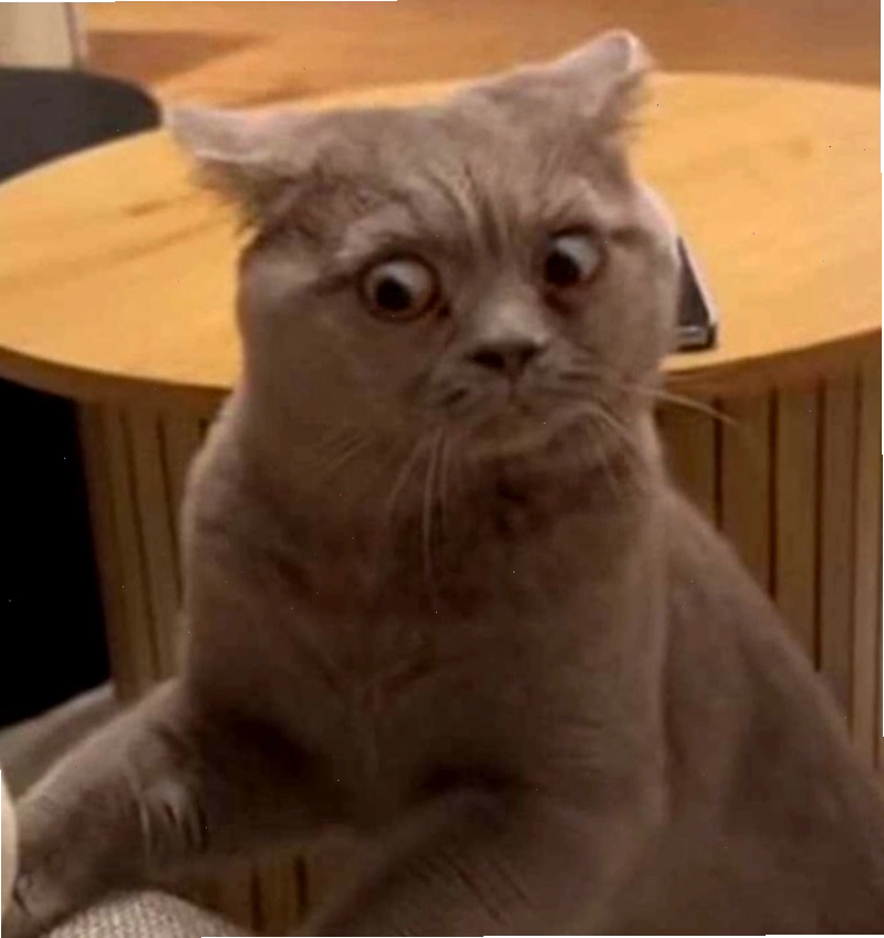 Hình ảnh ngạc nhiên của chú chó trong meme