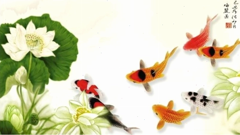 Hình nền cá chép hoa sen nhiều màu sắc