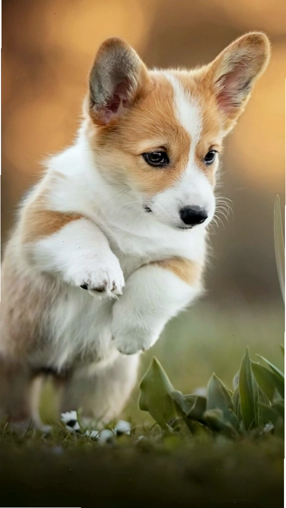 Hình nền điện thoại chú Corgi đáng yêu