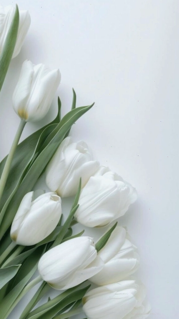 Hình nền hoa tulip màu hồng nhẹ nhàng, mang lại cảm giác thư thái