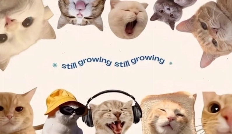 Hình nền meme điện thoại với thiết kế tối giản và dễ nhìn