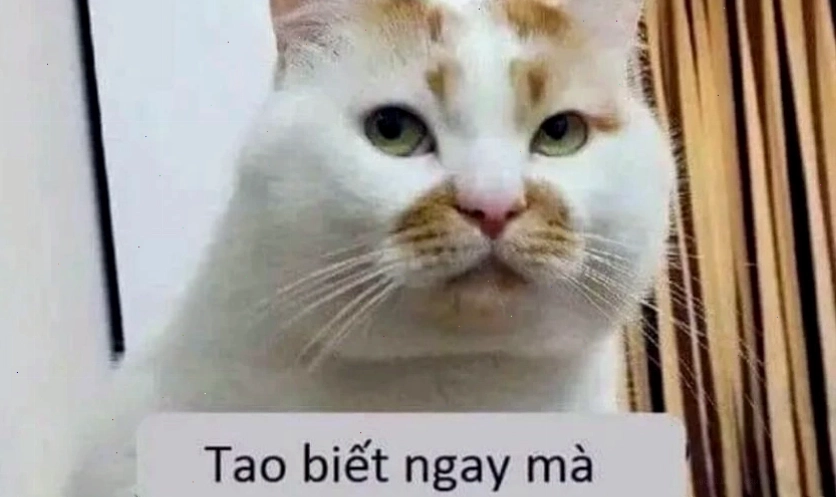 Hình nền meme hài hước 2025 thể hiện sự bất lực