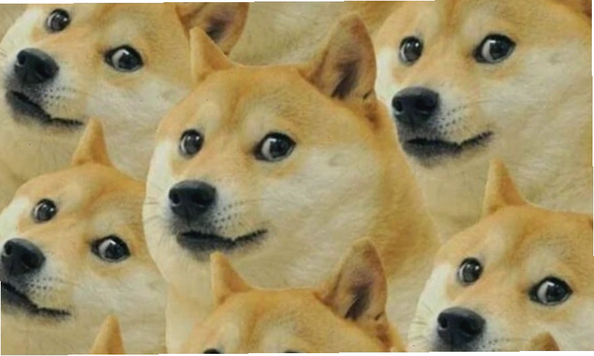 Hình nền meme hài hước với động vật biểu cảm độc đáo