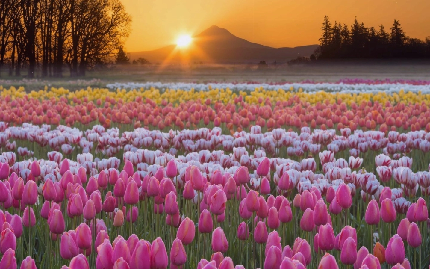 Hoa tulip với vẻ đẹp đa dạng và ý nghĩa phong phú