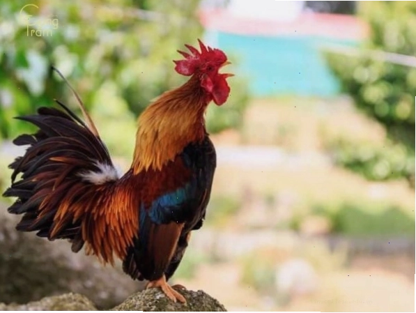 Kết hợp giải mã giấc mơ với soi cầu