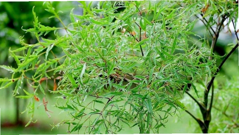 Lá đinh lăng mang tính mát giúp thanh nhiệt, giải độc hiệu quả
