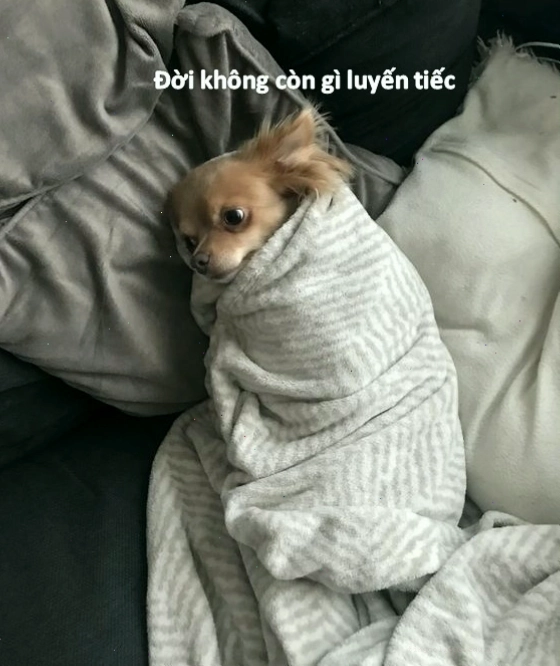 Meme bất lực từ hình ảnh chú chó