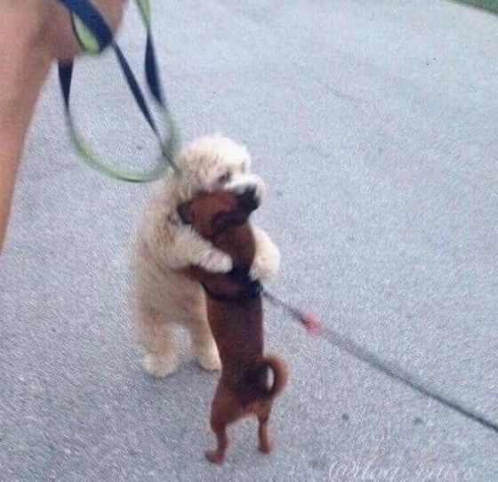Meme chó an ủi cute