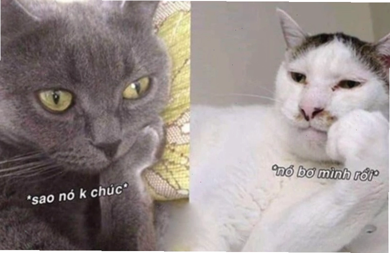 Meme chú chó ngủ gật với biểu cảm đáng yêu