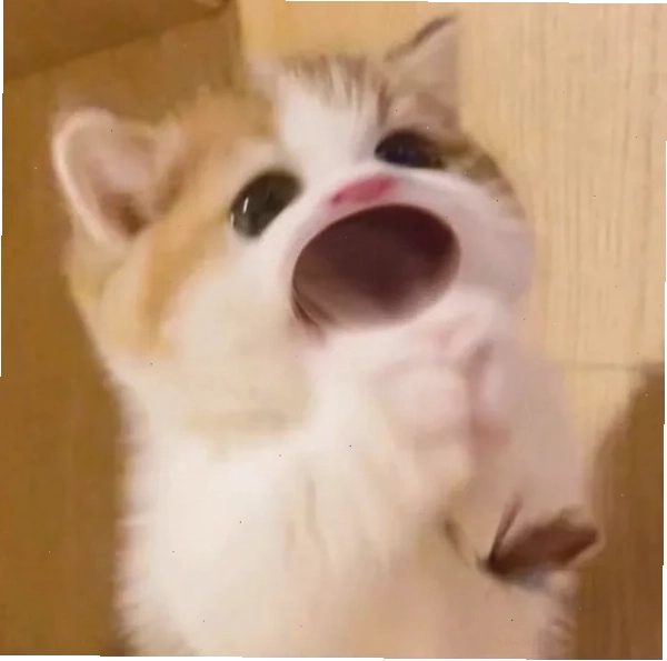 Meme con mèo há miệng khoe để tăng tương tác