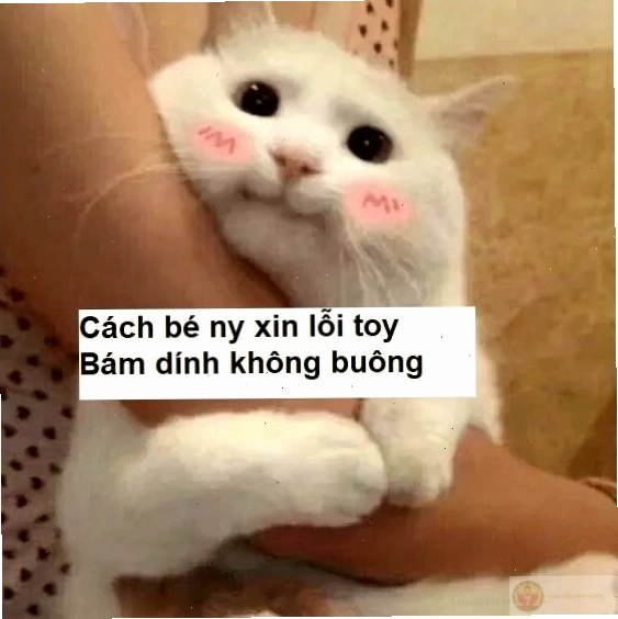 Meme dỗ người yêu với lời xin lỗi hài hước