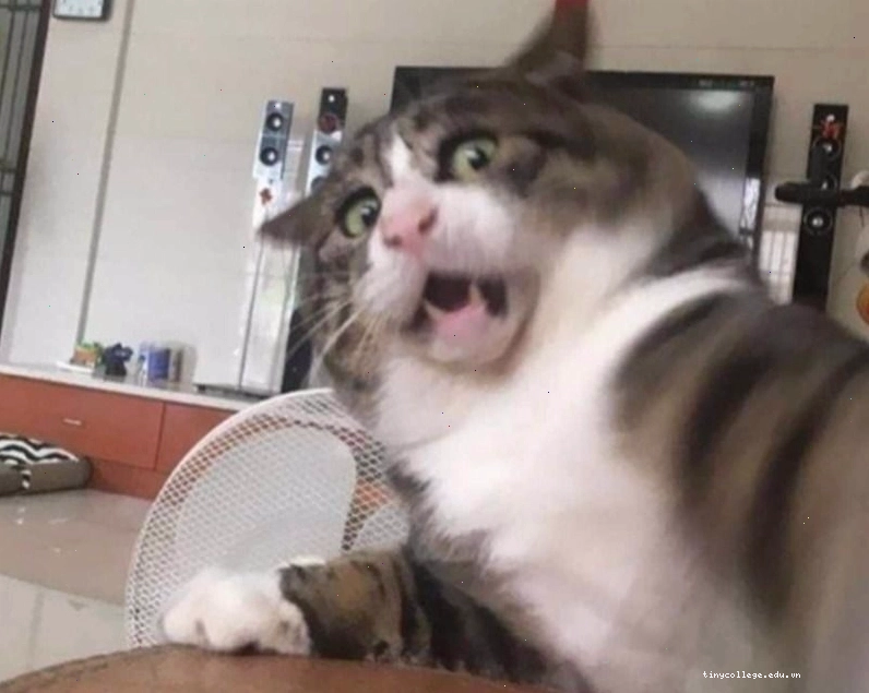 Meme động vật với biểu cảm bối rối