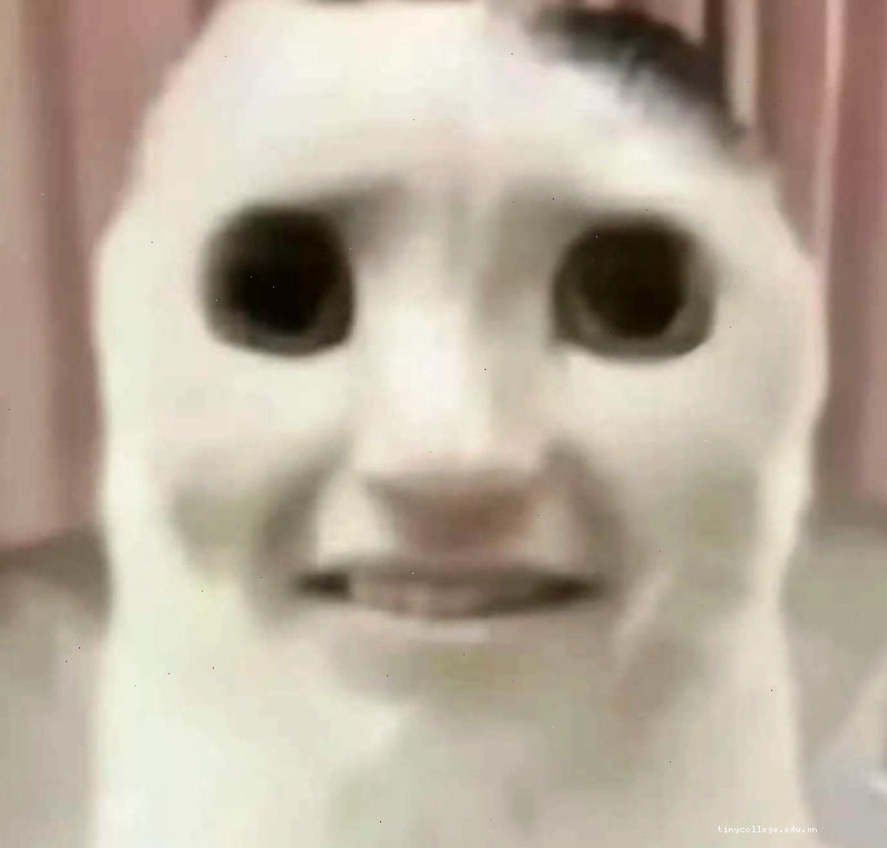 Meme động vật với khuôn mặt đầy biểu cảm