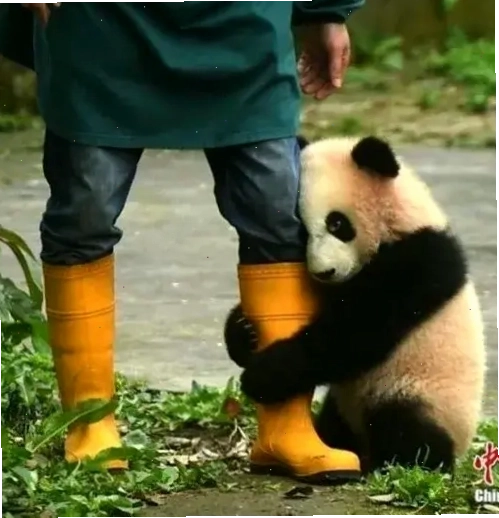 Meme gấu trúc năn nỉ khi lòng tự trọng tạm nghỉ để xin lỗi ai đó
