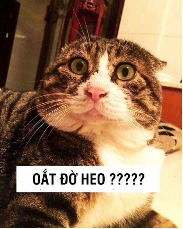 Meme mèo biểu cảm đáng yêu