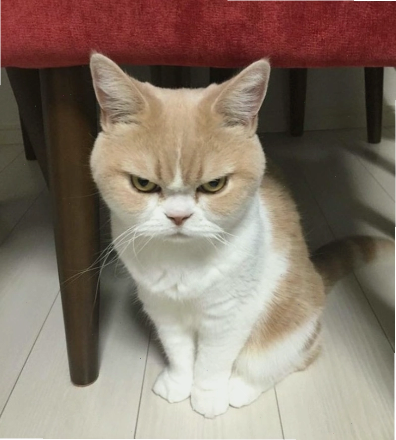 Meme mèo cau có với biểu cảm tức giận