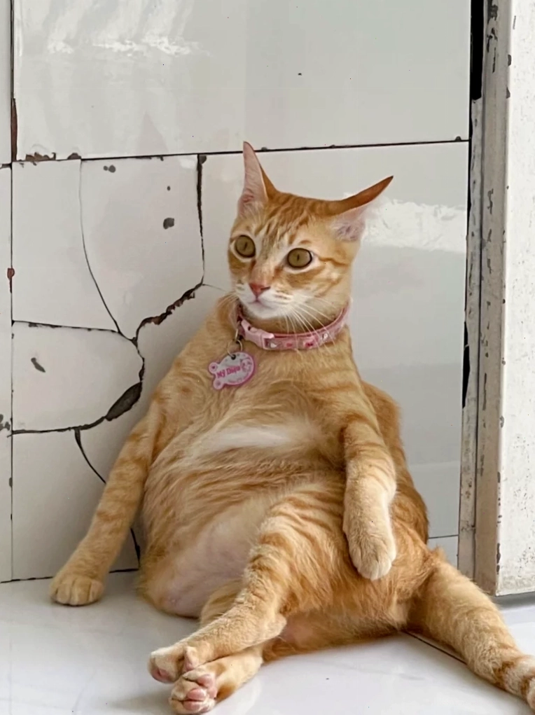 Meme mèo cười với biểu cảm ngạc nhiên