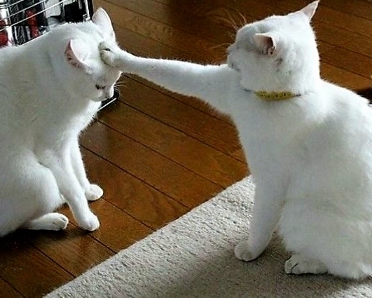 Meme mèo cute đang ngủ gật với tư thế hài hước