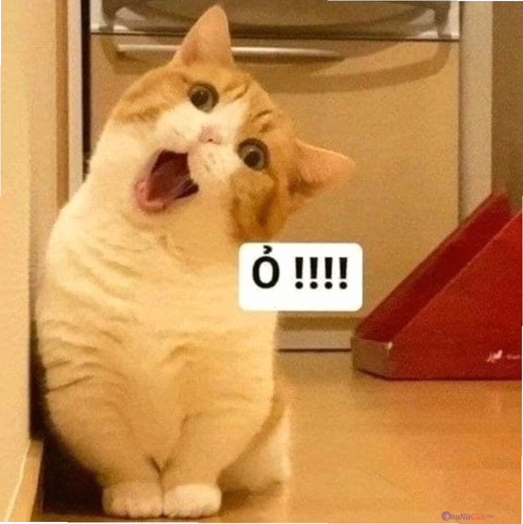 Meme mèo đang "suy tư" bên cửa sổ
