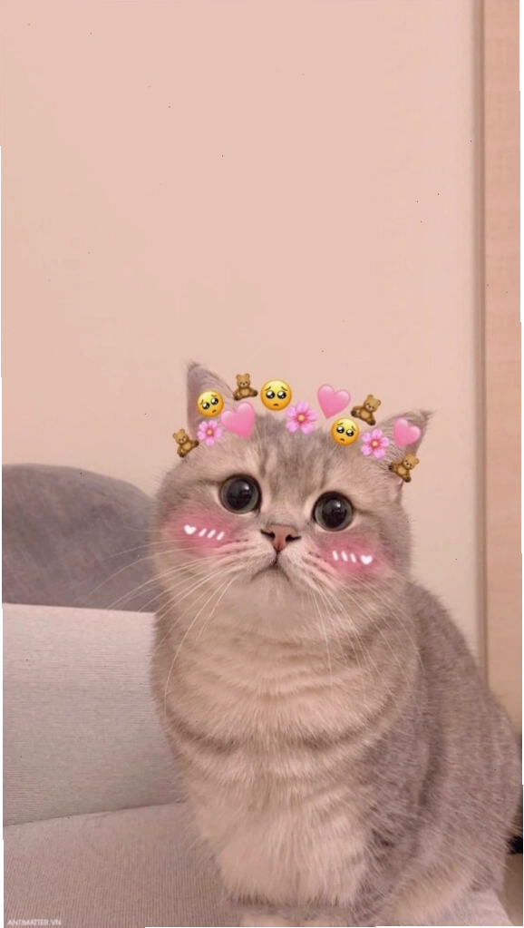 Meme mèo đáng yêu đang "khổ sở" với món đồ chơi