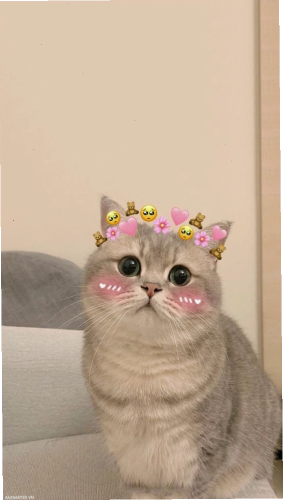 Meme mèo đeo kính cận nhìn rất đáng yêu