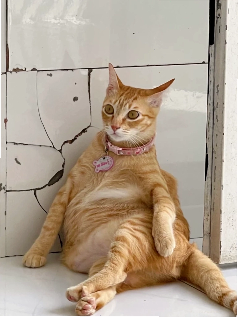 Meme mèo đeo kính chỉ tay thể hiện sự suy tư