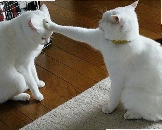 Meme mèo đeo kính râm với biểu cảm cực ngầu