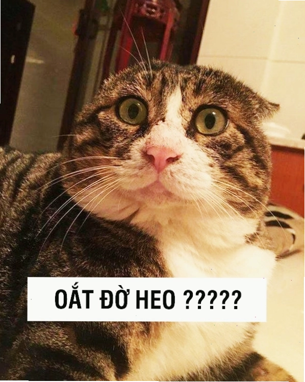 Meme mèo đeo kính thể hiện sự khó chịu