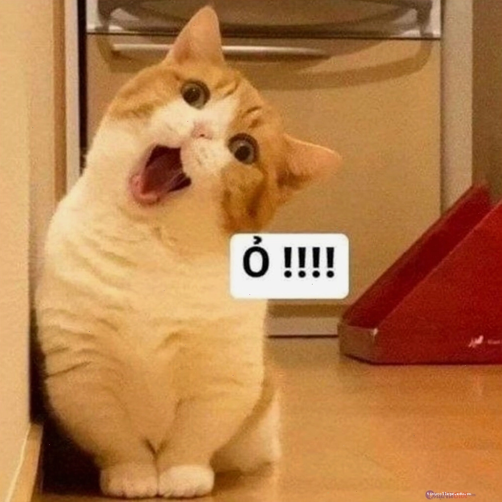 Meme mèo đeo kính với nụ cười răng thỏ đáng yêu